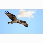 Fischadler 1 DSC05573.jpg